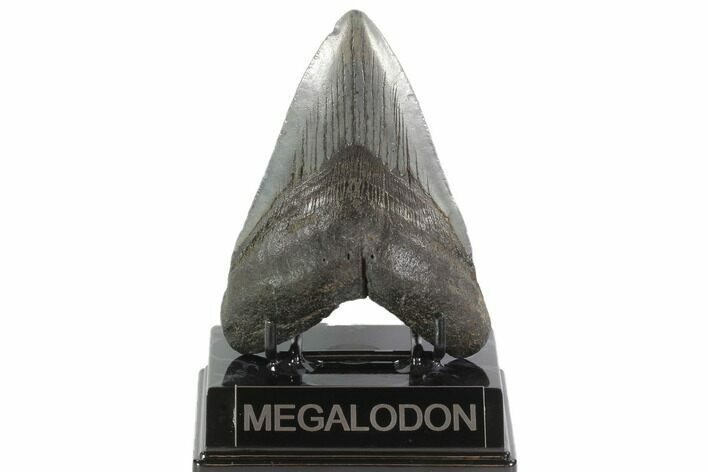 Fossil Megalodon Tooth - South Carolina #93538